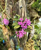 Schoenorchis fragrans