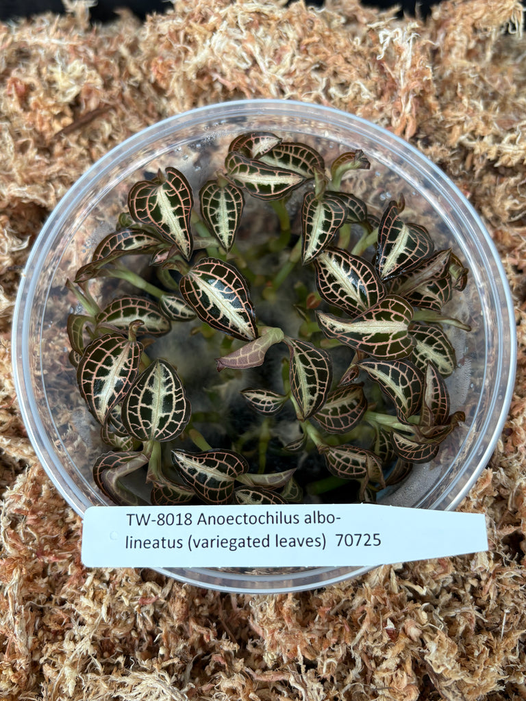 Flask Anoectochilus albo-lineatus (variegated leaves)