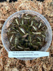 Flask Anoectochilus albo-lineatus (variegated leaves)