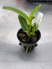 Cattleya guatamalensis
