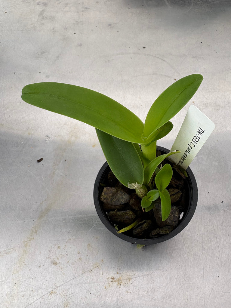 Cattleya guatamalensis