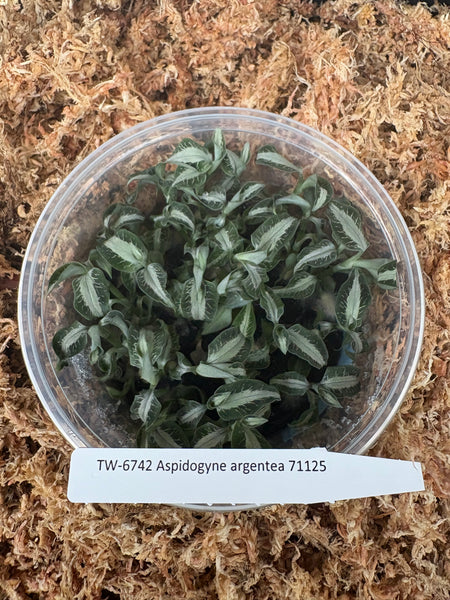 FLASK  Aspidogyne argentea JEWEL
