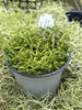 COMPOT Dendrobium subuliferum