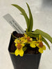 FLASK   Hispaniella henekenii  x Onc. Macropetalum