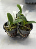 Cattleya violacea fma. alba