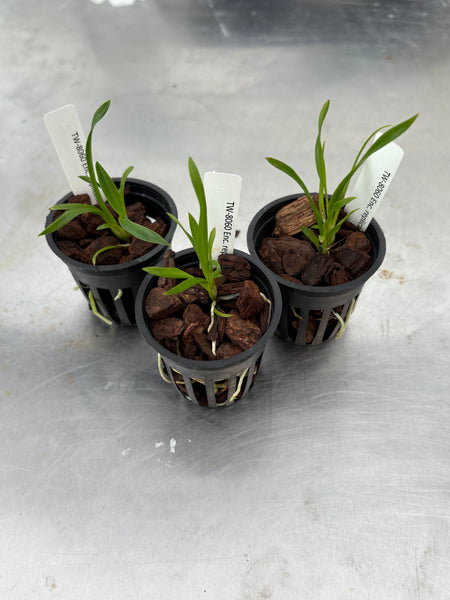 Encyclia replicata