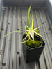FLASK  Angraecum pinifolium