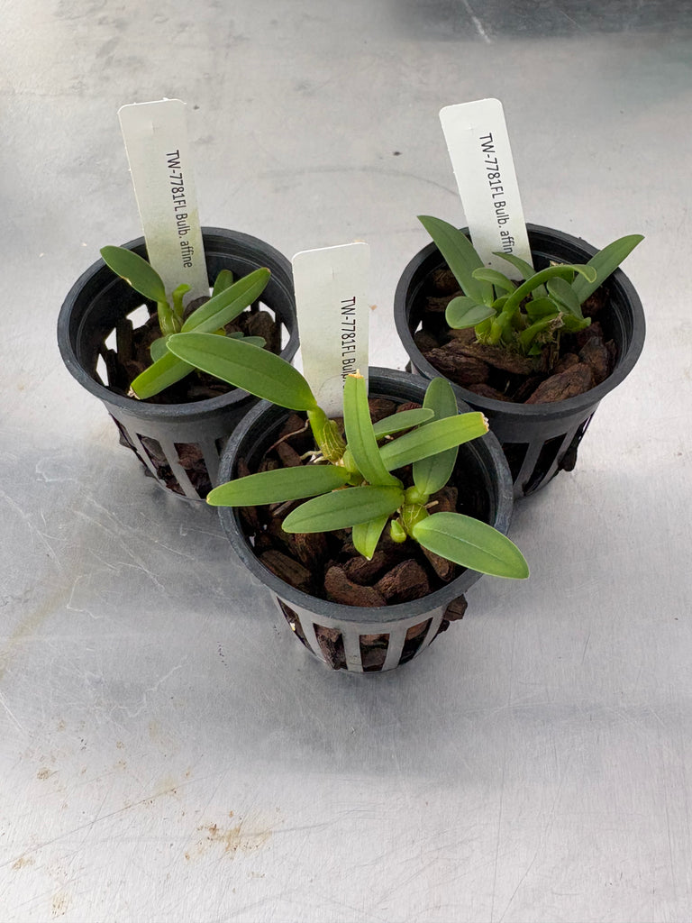 Bulbophyllum affine