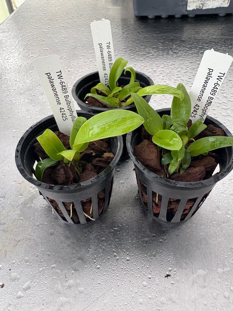 Bulbophyllum palawanense