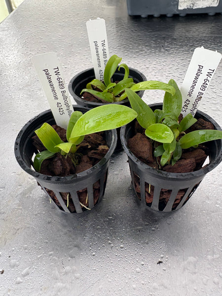 Bulbophyllum palawanense