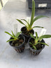 Jumellea major