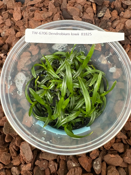 FLASK Dendrobium lowii 