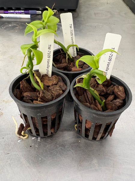 Vanilla planifolia 