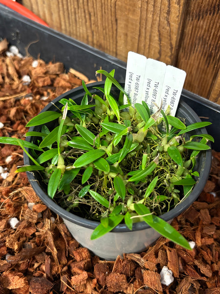 COMPOT Bulbophyllum championii (red x yellow)