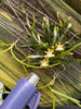 Taeniophyllum obtusum