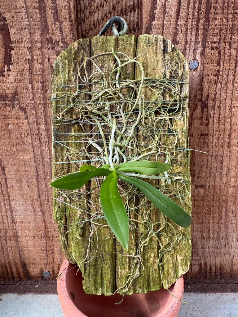 Thrixspermum saruwatarii