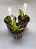 Bulbophyllum (makoyanum x treschii)