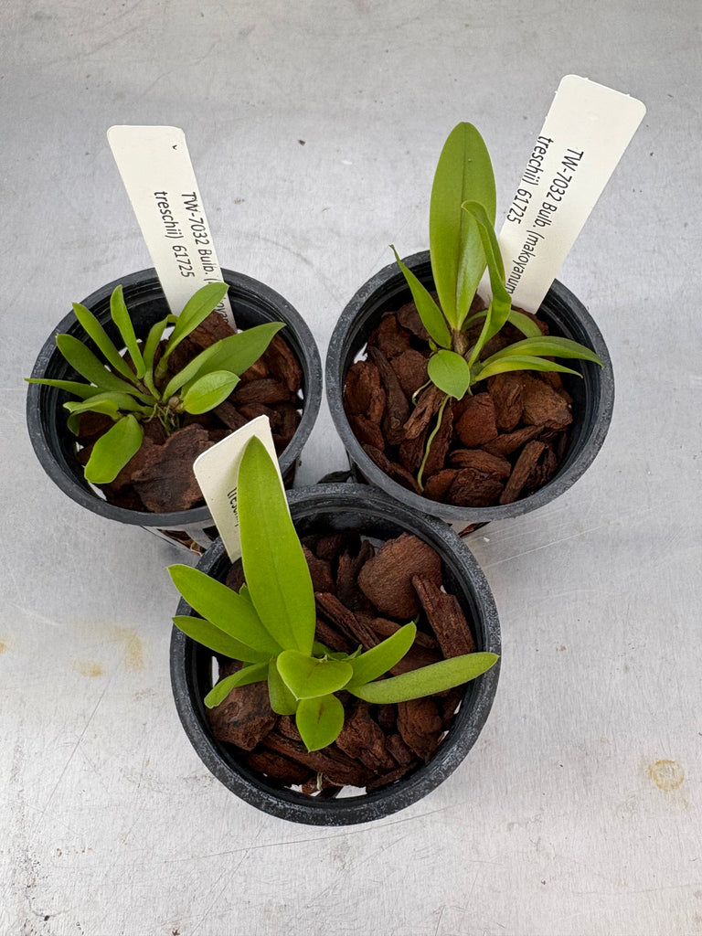 Bulbophyllum (makoyanum x treschii)