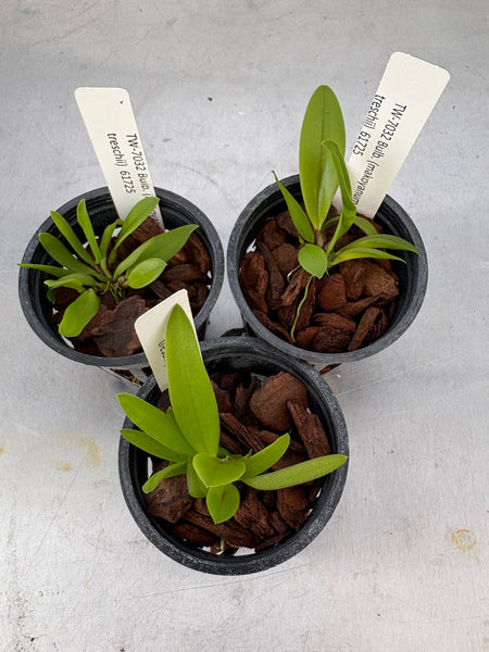 Bulbophyllum (makoyanum x treschii)