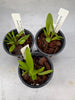Bulbophyllum (makoyanum x treschii)