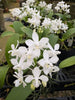 Phalaenopsis equestris fma. alba