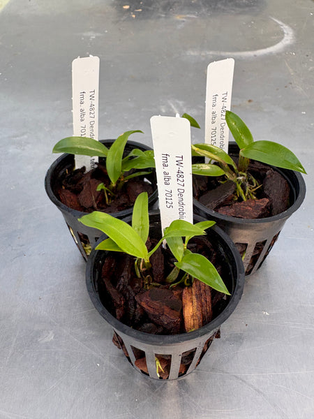 Den. tetragonum fma. alba 