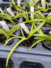 Ascocentrum curvifolia