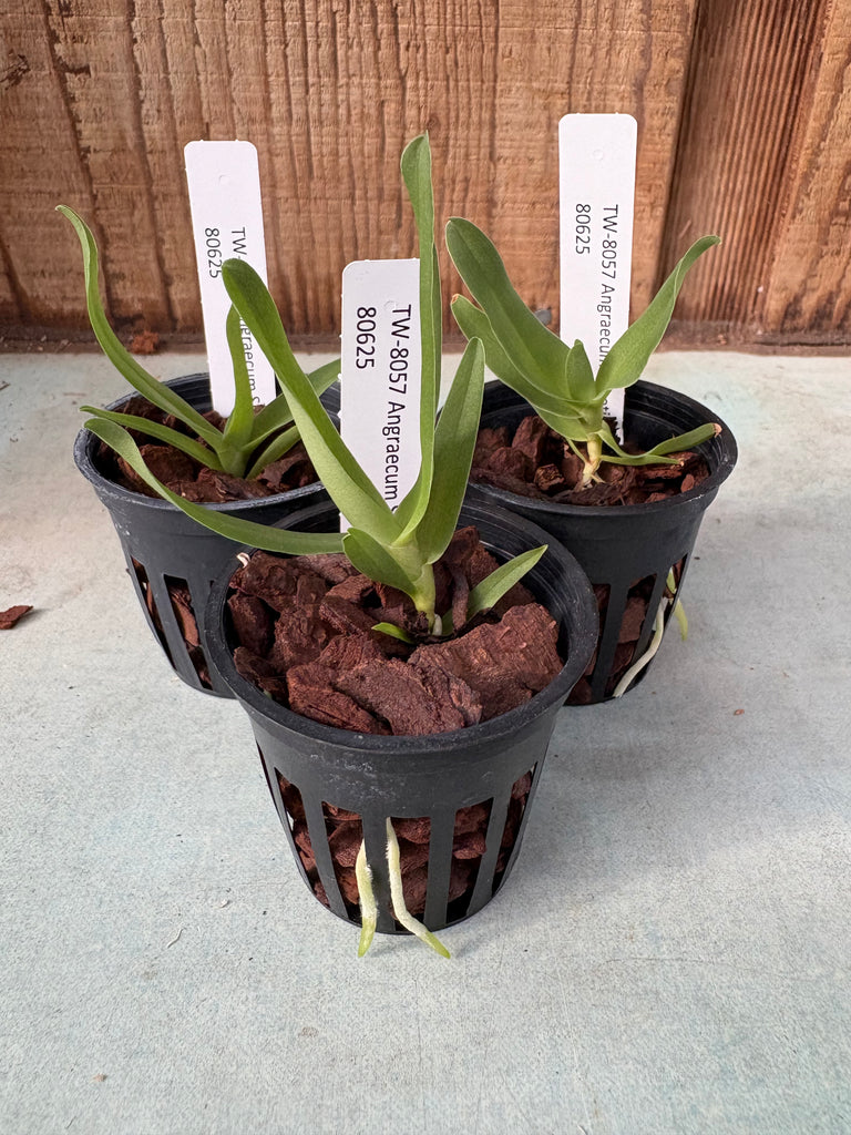 Angraecum Shooting Star