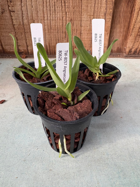 Angraecum Shooting Star