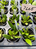 Bulbophyllum flaviflorum