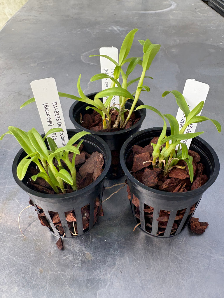 Dendrobium findlayanum
