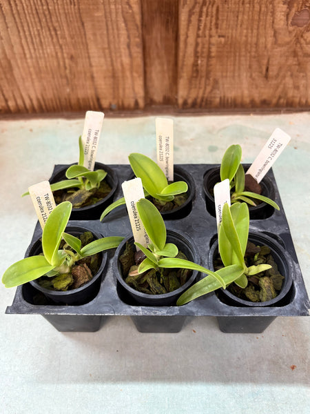 Cattleya bowringiana fma coerulea 6 Pack