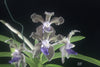 FLASK  Vanda tessellata v. coerulea