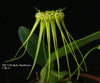 FLASK Bulbophyllum flaviflorum