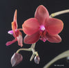 FLASK Phal. Tying Shin Golden Rose