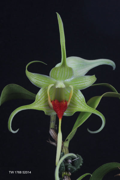 Dendrobium tobaense