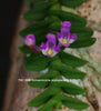 FLASK  Schoenorchis scolopendria