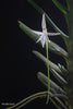 FLASK Jumellea arborescens