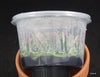FLASK Angraecum elephantinum