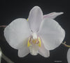 FLASK  Phalaenopsis philippinensis