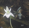 FLASK Angraecum urschianum