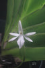 FLASK Jumellea neglecta