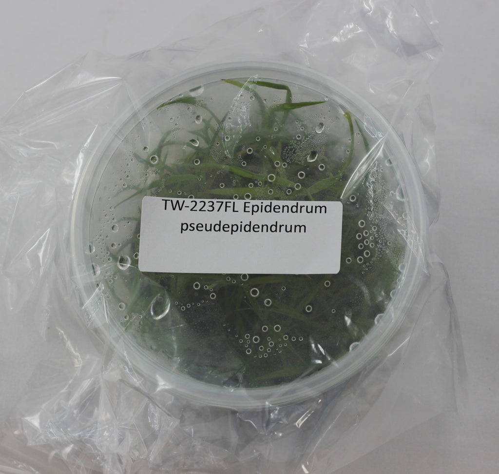 FLASK Epidendrum paniculatum