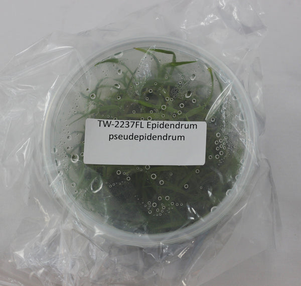 FLASK Epidendrum paniculatum
