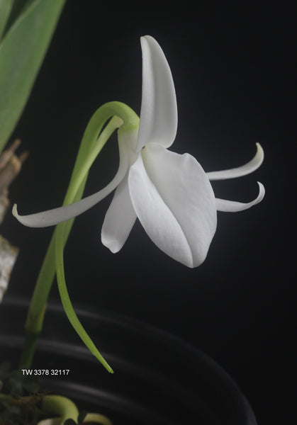 Jumellea major