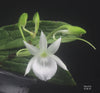 Angraecum leonis (Madagascar form)
