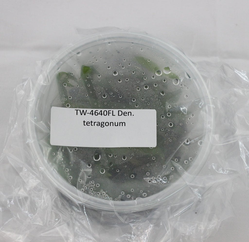 FLASK  Den. tetragonum