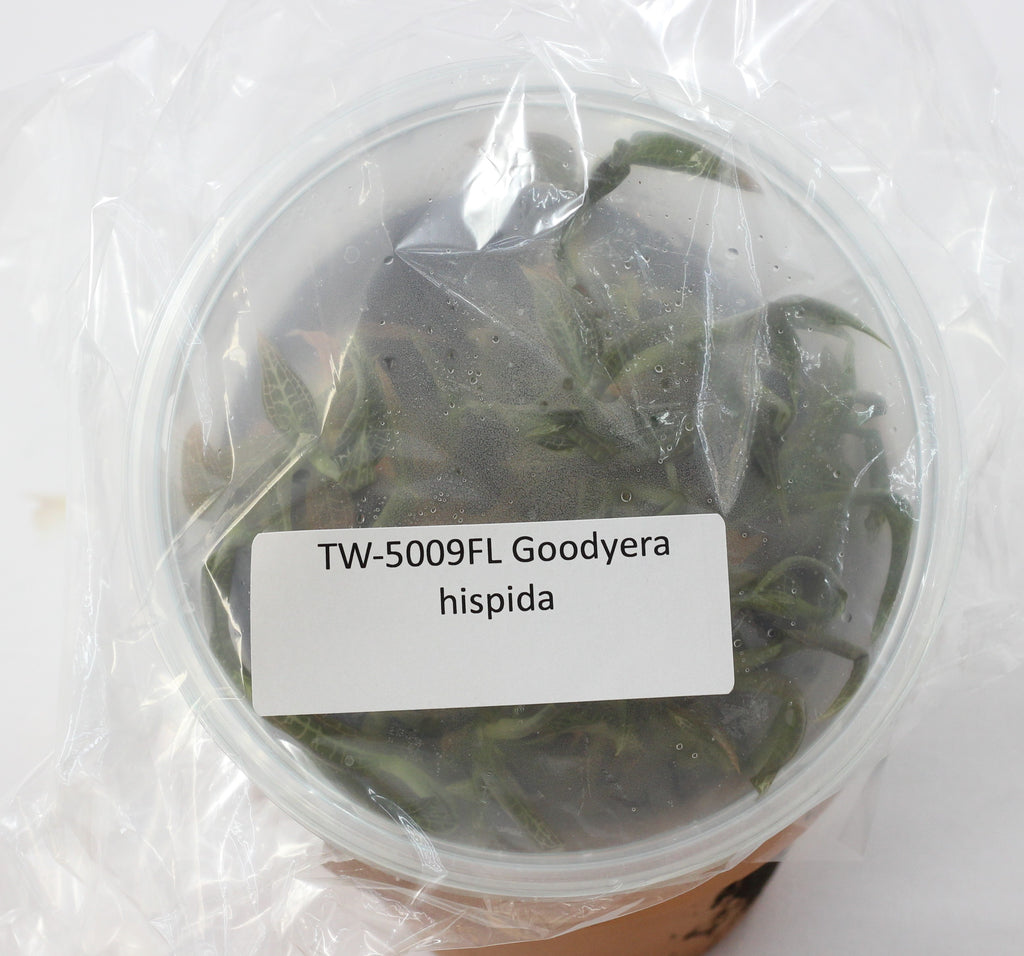 FLASK  Goodyera hispida  JEWELS