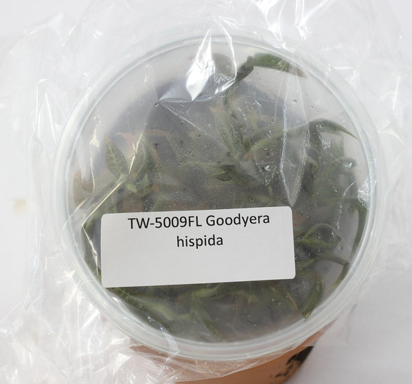 FLASK  Goodyera hispida  JEWELS