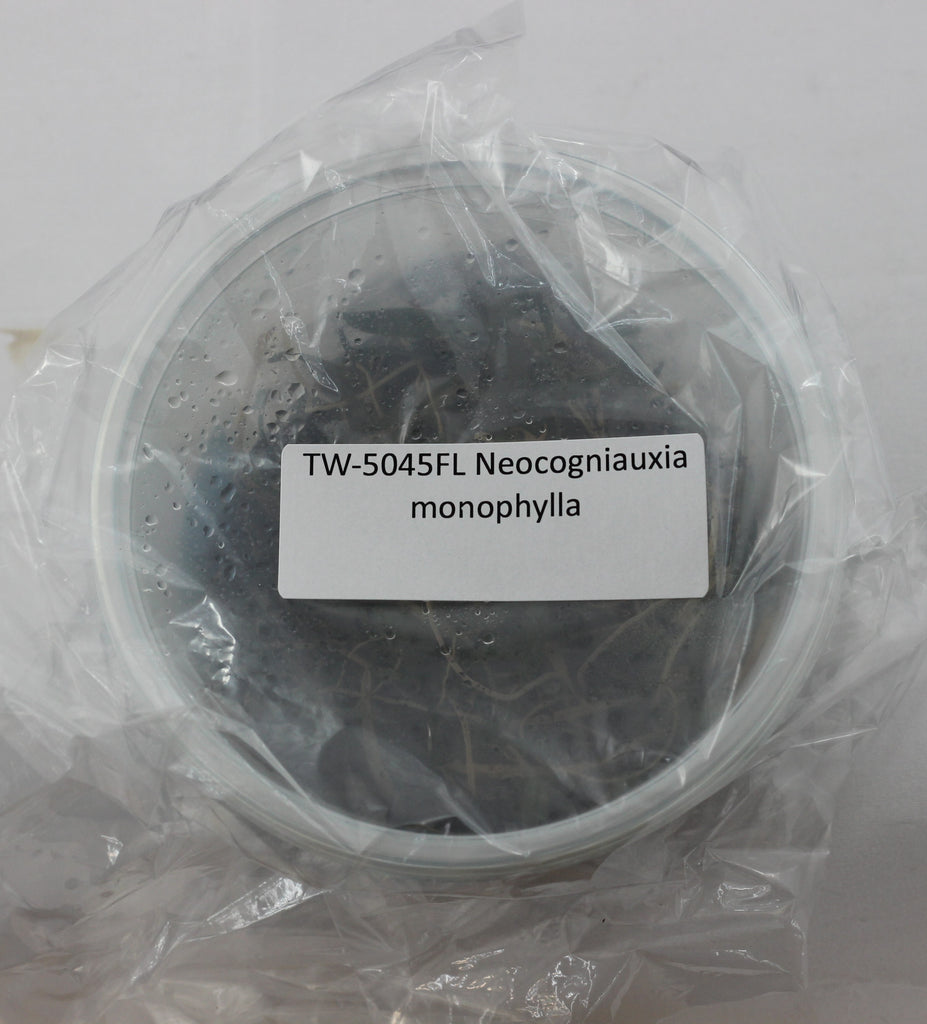 FLASK Neocogniauxia monophylla